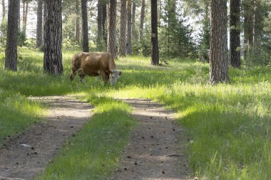 Kırmızı bir inek yeşil bir ormanda yürür. Uzun otlar, hayvan eti. Ormandaki inekler için yaz otlağı.