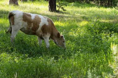 Kırmızı bir inek yeşil bir ormanda yürür. Uzun otlar, hayvan eti. Ormandaki inekler için yaz otlağı.