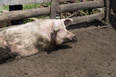 Kirli, beyaz bir domuz ağılda yerde yatıyor. Güneşli bir yaz günü, ahşap bir çit.