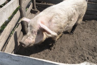 Büyük kirli beyaz bir domuz bir ağılda yerde duruyor. Güneşli bir yaz günü, ahşap bir çit.