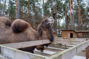 Kışın ağılda iki hörgüçlü kahverengi deve. Gündüz vakti yeşil orman. Tahta çit. Artiodactyl tüylü hayvan. Uzun saçlı bir deve duruyor ve uzaklara bakıyor..