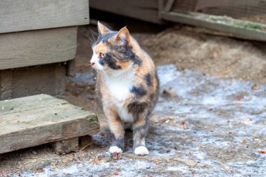 Çok renkli bir kedi yerde oturmaktadır. Soğuk kış kedisi korkakça kulaklarını açtı. Evcil memeli hayvan ailesi..