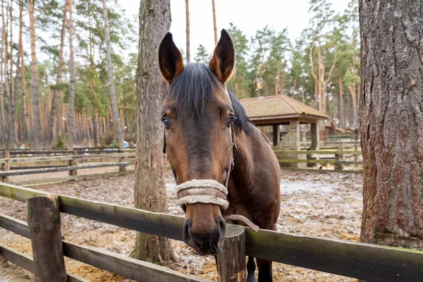 A brown horse peeks out from behind a wooden fence near the trees. An animal with a white bridle in the forest on the street in the corral. The horse looks forward with a proud look with raised ears. The head of the horse reaches forward.