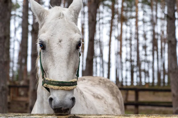 Cavalo Branco Espreita Por Trás Uma Cerca Madeira Perto Das — Fotografia de Stock