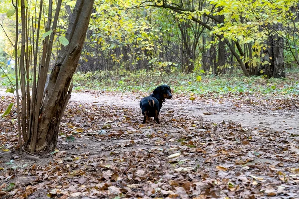 Черная Маленькая Охотничья Собака Dachshund Породы Проходит Через Лес Осенний — стоковое фото