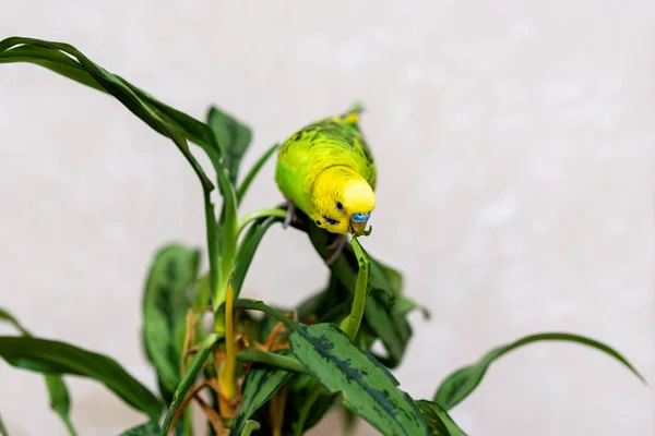 Zielony Papużka Siedzi Zielonej Roślince Drób Ręcznie Robiony Zwierzak Papuga — Zdjęcie stockowe