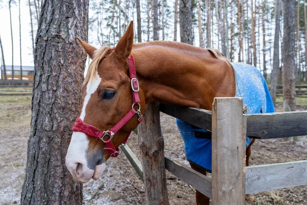 A brown horse peeks out from behind a wooden fence near the trees. Blue cape on the back and red bridle. The horse looks forward with a proud look with raised ears.