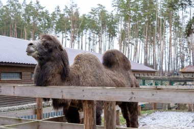 Kışın ağılda iki hörgüçlü kahverengi deve. Gündüz vakti yeşil orman. Tahta çit. Artiodactyl tüylü hayvan. Uzun saçlı bir deve duruyor ve uzaklaşıyor..