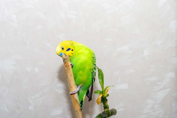 Zwierzątko Domowe Ręcznego Ptaka Siedzi Gałęzi Bambusa Suche Papuga Obgryza — Zdjęcie stockowe