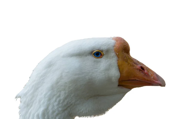 Ganso Branco Cabeça Perto Bico Laranja Pássaro Geral Perto Água — Fotografia de Stock