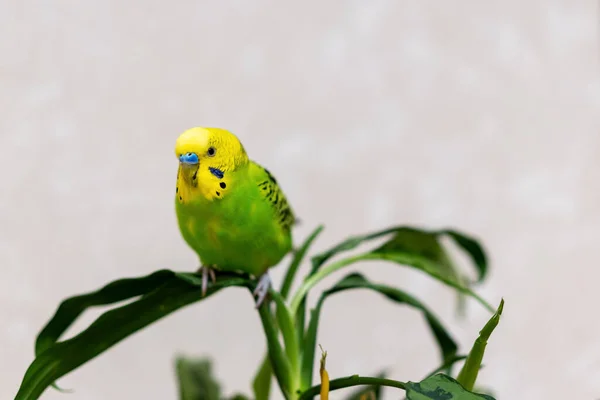 Periquito Verde Está Sentado Una Planta Verde Aves Corral Mascota — Foto de Stock