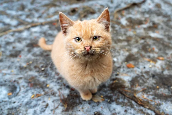 Sokakta yapayalnız, güzel ve sevimli kızıl bir kedi yavrusu. Kış kar yağıyor, hava soğuk. Vahşi ya da evcil hayvan. Yavru kedi ileriye bakar ve ağzını çeker..