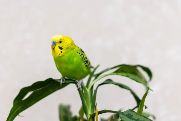 Periquito Verde Está Sentado Una Planta Verde Aves Corral Mascota —  Fotos de Stock