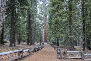 Mariposa Grove, Yosemite, California, Usa 'daki Giant Sequoias