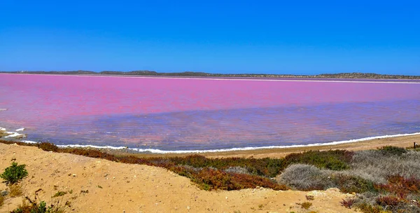 Batı Avustralya 'daki Pembe Tuz Gölü' nün panoramik manzarası. Bu göl yazın kırmızı pigmentli bir yosun yüzünden pembeye döner..