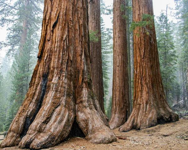 Mariposa Grove, Yosemite, California, Usa 'daki Giant Sequoias