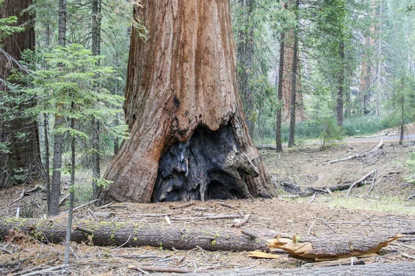 Mariposa Grove, Yosemite, California, Usa 'daki Giant Sequoias