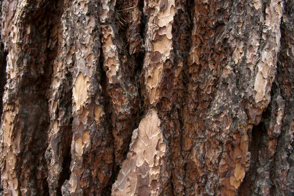 Reuzensequoia Mariposa Grove Yosemite Californië Usa — Stockfoto