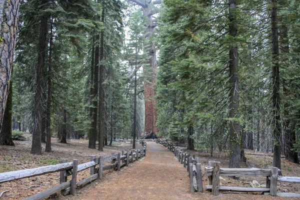 Mariposa Grove, Yosemite, California, Usa 'daki Giant Sequoias