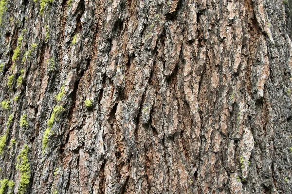 Die Riesigen Mammutbäume Mariposa Hain Yosemite Kalifornien Usa — Stockfoto