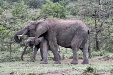 Masai Mara 'da bir erkek fil..