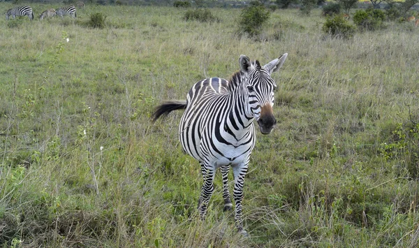 Zebralar Masai Mara, Kenya 'da.