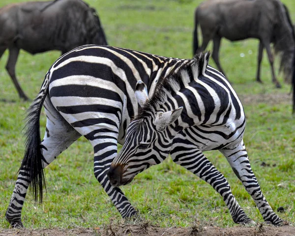 Zebras Masai Mara Quênia — Fotografia de Stock