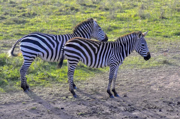 Zebras Masai Mara Quênia — Fotografia de Stock