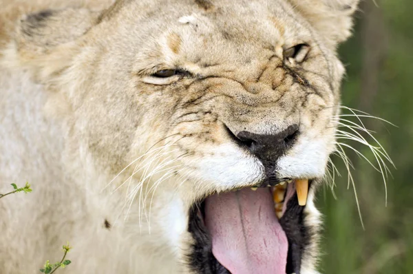 Masai Mara 'da bir dişi aslan var.