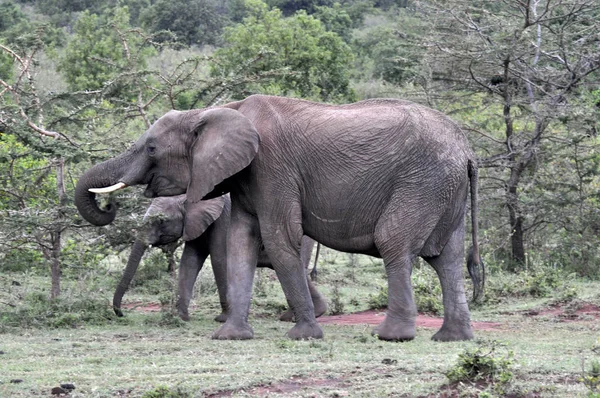 A male elephant in the Masai Mara.