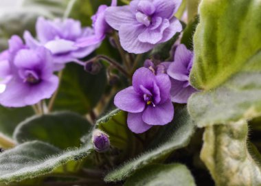 saksıda çiçekler, ev yapımı mor çiçekler, ev yapımı menekşeler.