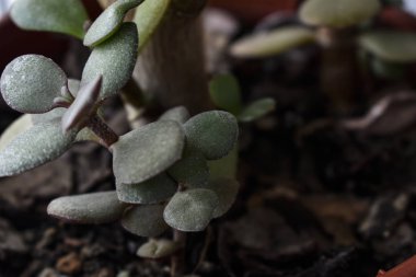 Para ağacı, ev bitkisi