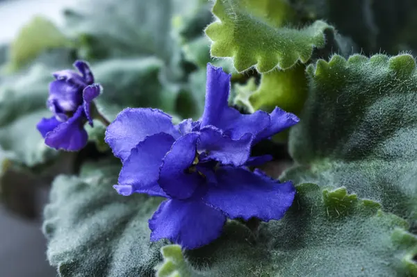 Flor Azul Cerca Planta Casera Una Olla —  Fotos de Stock