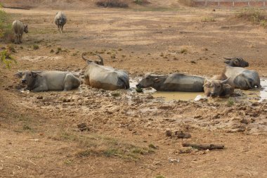 Su aygırı, Laos, Asya