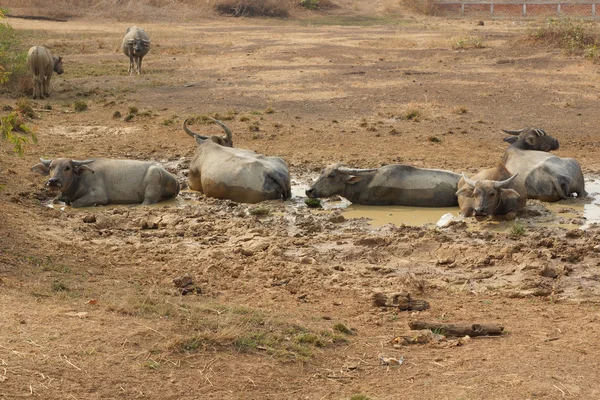 Water buffalo, Laos, Asia — ストック写真