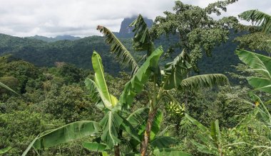 Tropikal peyzaj, Sao Tome ve Principe, Afrika