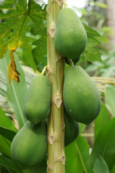 Papaya boom met vruchten, Sao Tome — Stockfoto