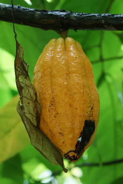 Vrucht Van Cacao Boom Sao Tomé Principe Afrika — Stockfoto