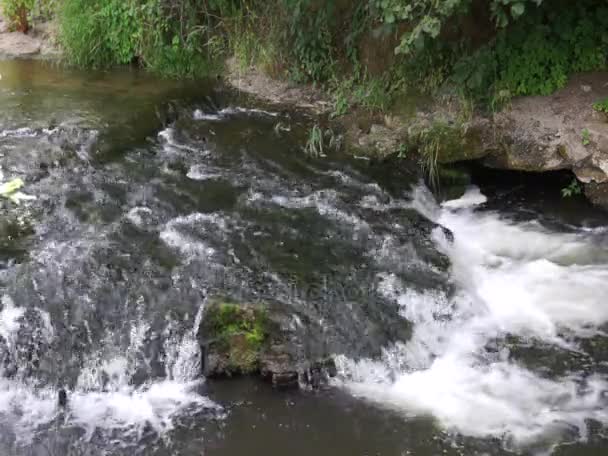 Organ av vatten, Creek, Eifel, Tyskland — Stockvideo