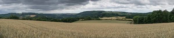 Kukuřičné pole, krajina Eifel, Německo — Stock fotografie
