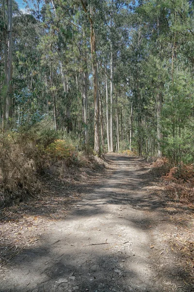 Caminho Peregrino, Caminho de Santiago, Portugal — Fotografia de Stock