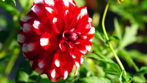 Dahlia, flores del verano — Vídeo de stock