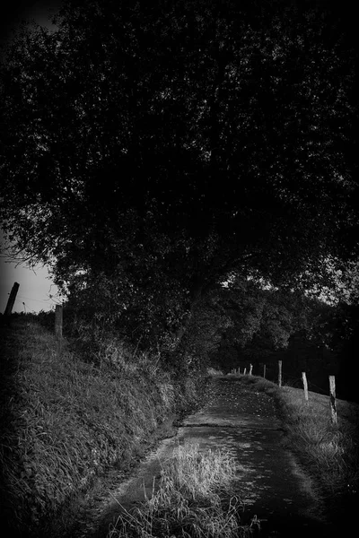 Zmierzch, drzewa i drogę w ciemności — Zdjęcie stockowe