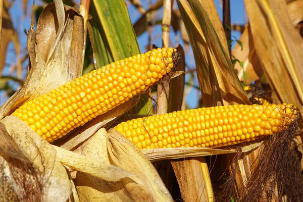 Mısır koçanı, Zea mays