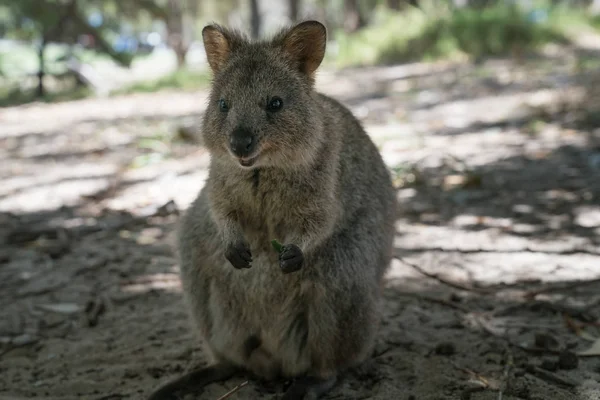 Vida selvagem da Austrália — Fotografia de Stock