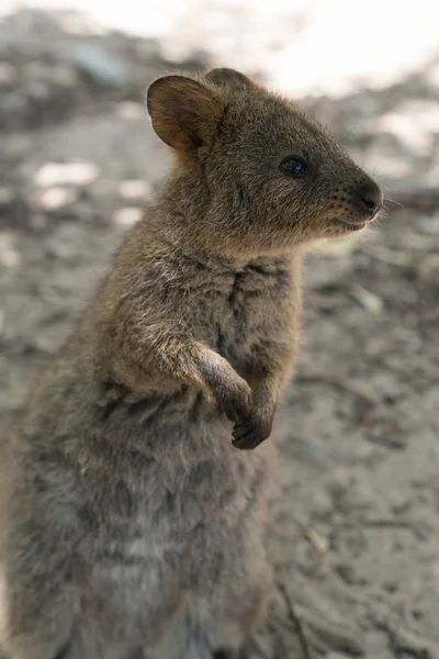 Avustralya'nın vahşi yaşam — Stok fotoğraf