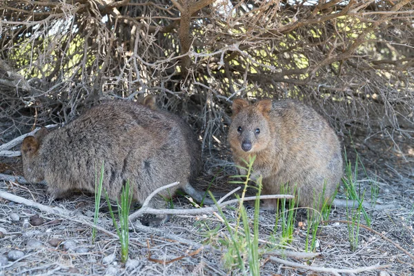 Djurlivet i Australien — Stockfoto