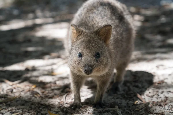 オーストラリアの野生動物 — ストック写真