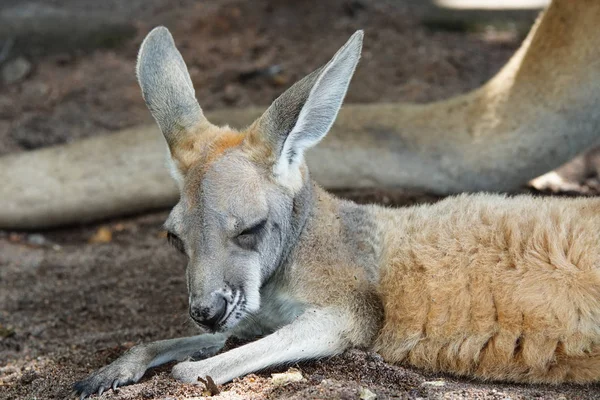 Vörös óriáskenguru, (Macropus Rufus) — Stock Fotó