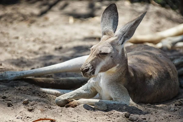 Canguru Vermelho, Macropus Rufus — Fotografia de Stock